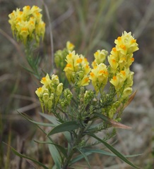 Linaria biebersteinii