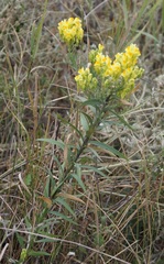 Linaria biebersteinii