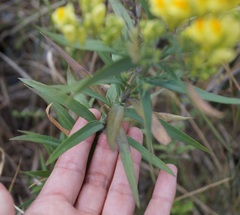 Linaria biebersteinii