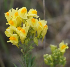 Linaria biebersteinii