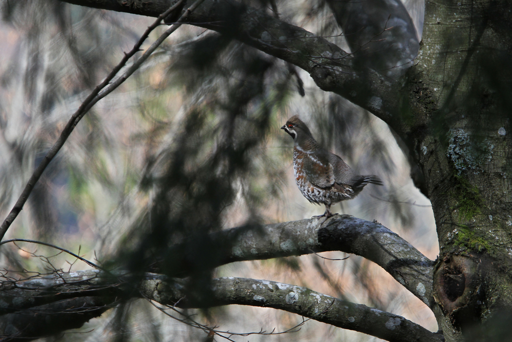 Hazel Grouse