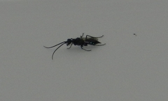 Trirogma caerulea