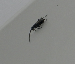 Trirogma caerulea