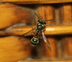 Paraleptomenes miniatus