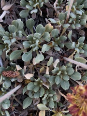 Eriogonum ternatum