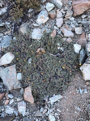 Eriogonum ternatum