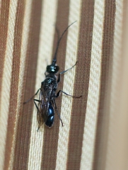 Trirogma caerulea