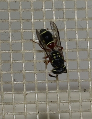 Paraleptomenes miniatus