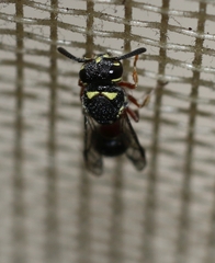 Paraleptomenes miniatus