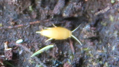 Atelurinae