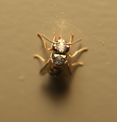 Paraleptomenes miniatus