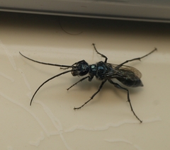 Trirogma caerulea