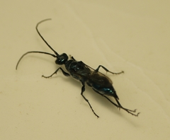 Trirogma caerulea