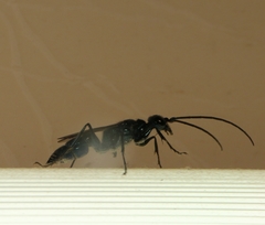 Trirogma caerulea