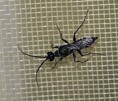 Trirogma caerulea