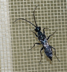 Trirogma caerulea