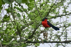 Laniarius erythrogaster