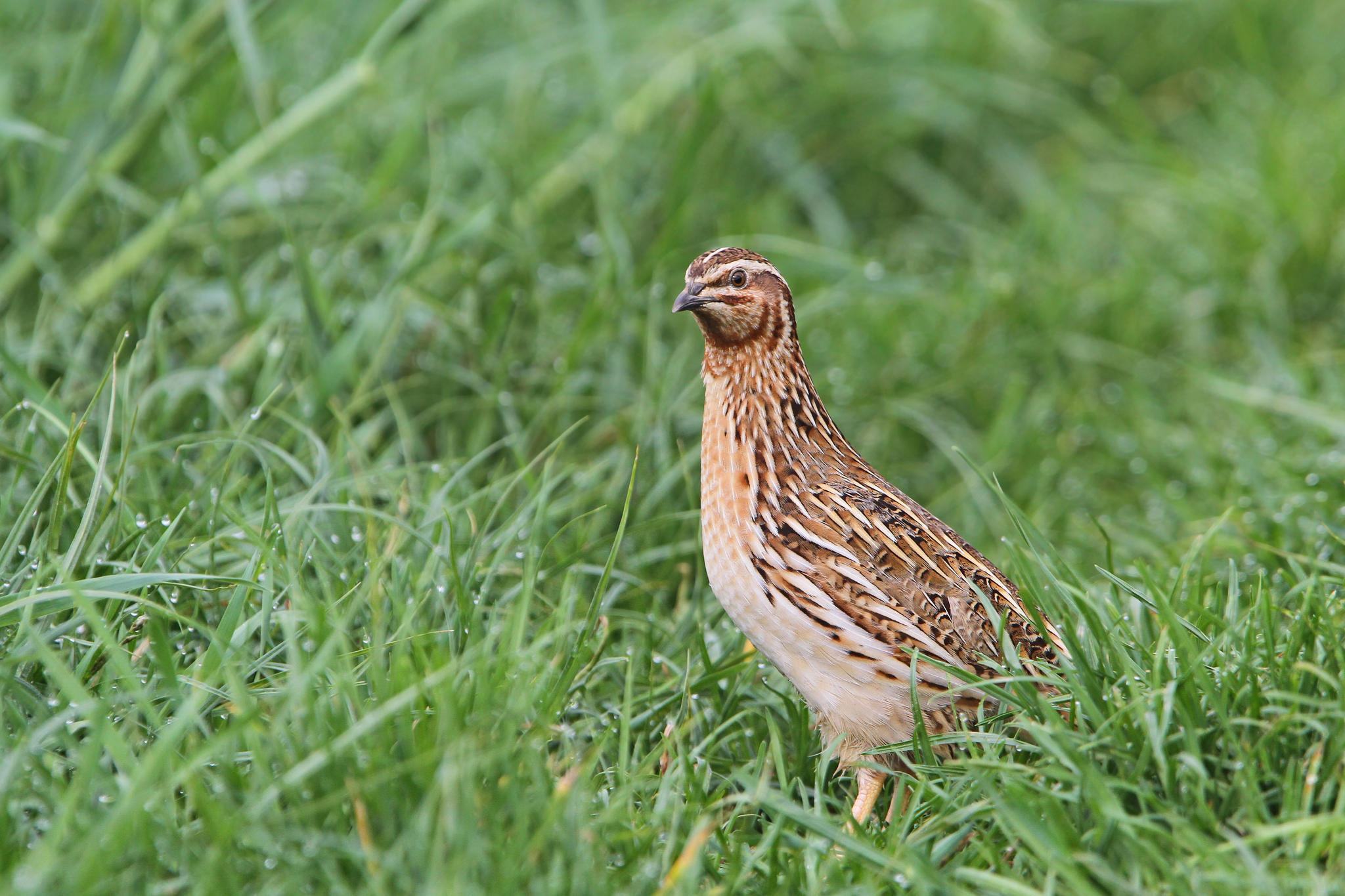 Common Quail (Coturnix coturnix)