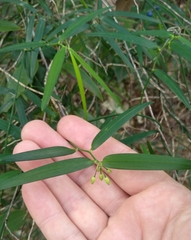 Geitonoplesium cymosum