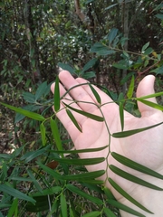 Geitonoplesium cymosum