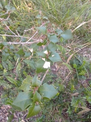 Alchornea ilicifolia