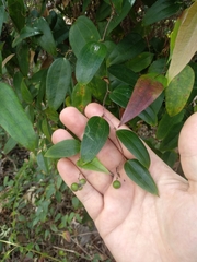 Smilax glyciphylla