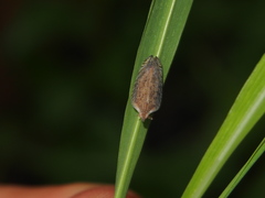 Lophops carinata