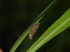 Lophops carinata