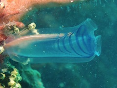 Rhopalaea circula