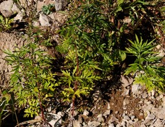 Artemisia vulgaris kamtschatica