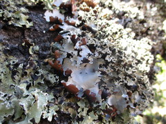 Tuckermanopsis platyphylla