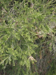Melaleuca preissiana