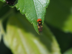 Microchrysa flaviventris