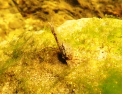 Bellidilia laevis