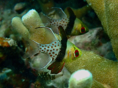 Photo of Pajama cardinalfish (Sphaeramia nematoptera)