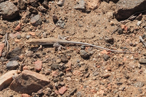 Cat Fringe-fingered Lizard, Acanthodactylus felicis