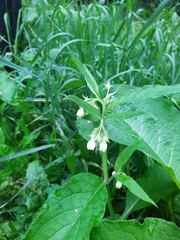 Symphytum tuberosum