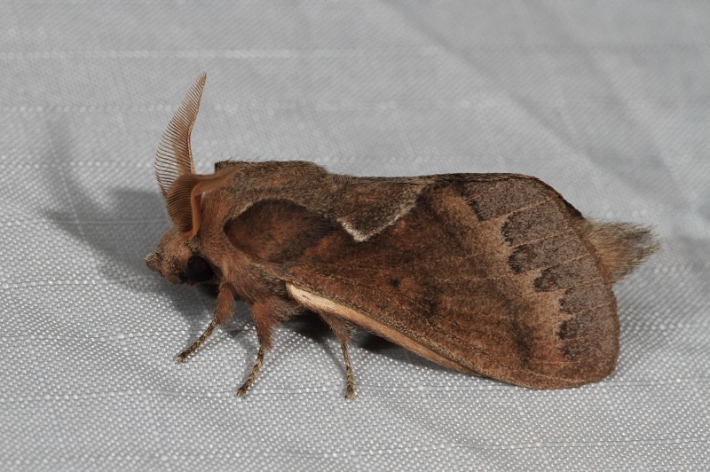 Stoermeriana omana