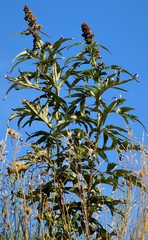 Artemisia vulgaris kamtschatica