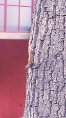 Sceloporus grammicus