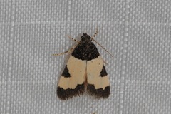 Thalerastria diaphora