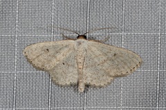 Scopula morandinii