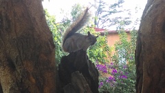 Sciurus aureogaster
