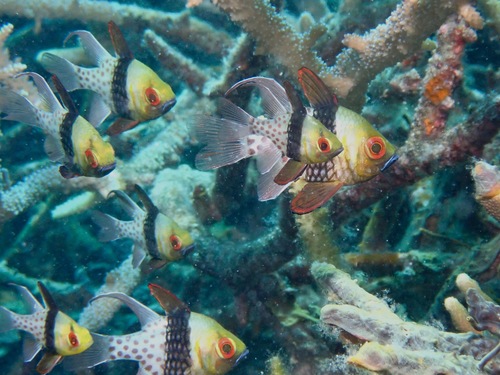 Photo of Pajama cardinalfish (Sphaeramia nematoptera)