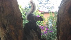 Sciurus aureogaster