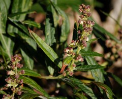 Artemisia vulgaris kamtschatica