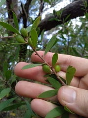 Persoonia lanceolata