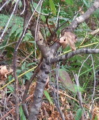 Persoonia lanceolata