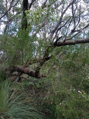 Persoonia lanceolata