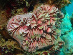 Physogyra lichtensteini